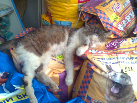 Котовторник   5.06.2012