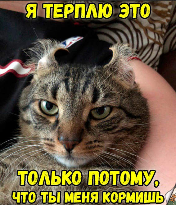 Забавные фото котеек