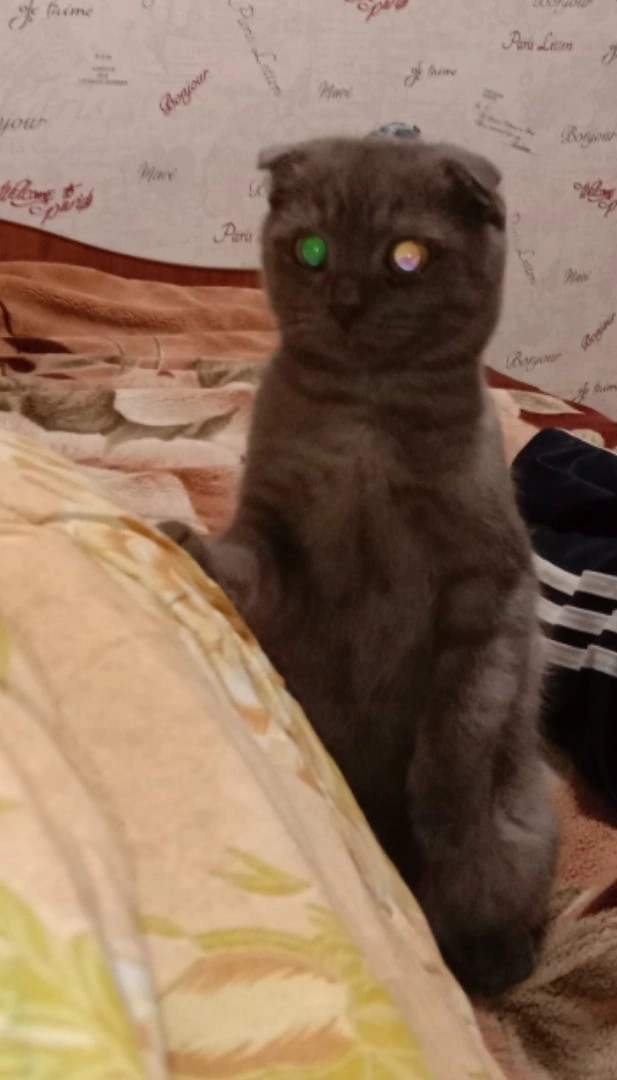 Котовторнику быть