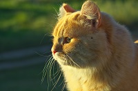 Уличный котей - 1, домашний котей +1
