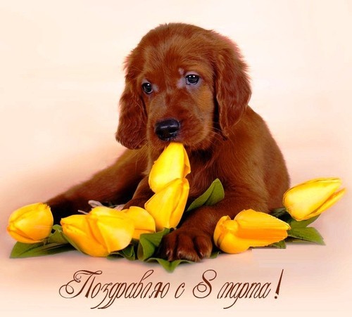 ЯПовки и ЯПовчанки, с праздником!
