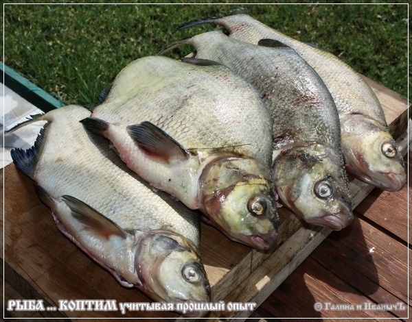 Рыба ... коптим ...