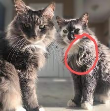 Сиськи и котики (короткий крео про любовь и облом)