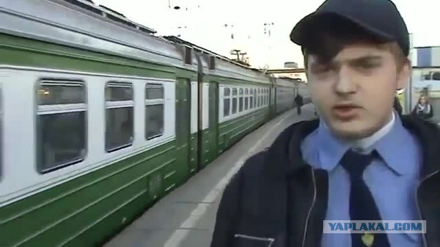 Чёрный дятел уничтожает фотоловушки в Саяно-Шушенском заповеднике
