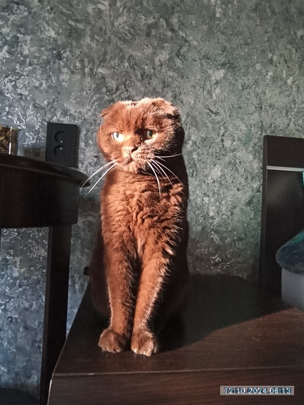 К котовторнику!)