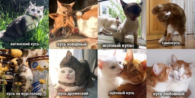 Сейчас укушу и успокоюсь