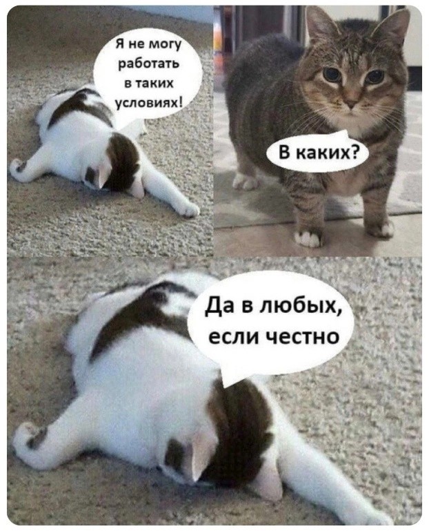 Ад в зоомагазине