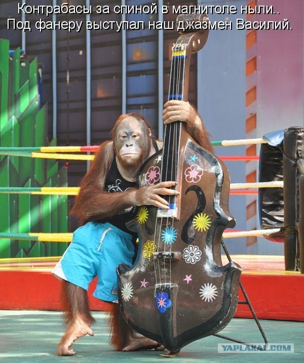 Весёлые картинки. Разбавим будни