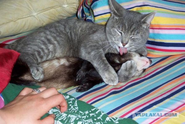 Нед – котенок, который дружит с хорьками