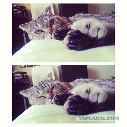Котовторник 02.09.2014