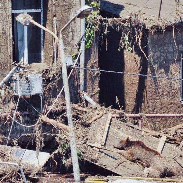 Звери в городе. Наводнение в Тбилиси