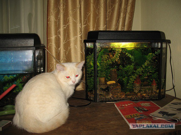 Выключать ли фильтр в аквариуме на ночь. Свет для рыбок. Надо выключать свет в аквариуме на ночь.