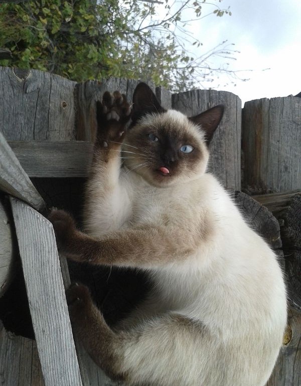 Котовторник наступил!:)