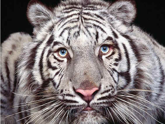 ДИКИЕ КОШКИ