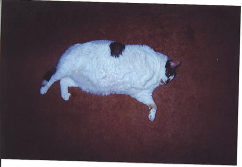 Коты, кошки, котята