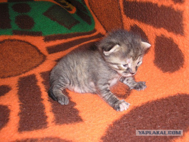 Пост невероятной кошачьей красоты. 25 фот.