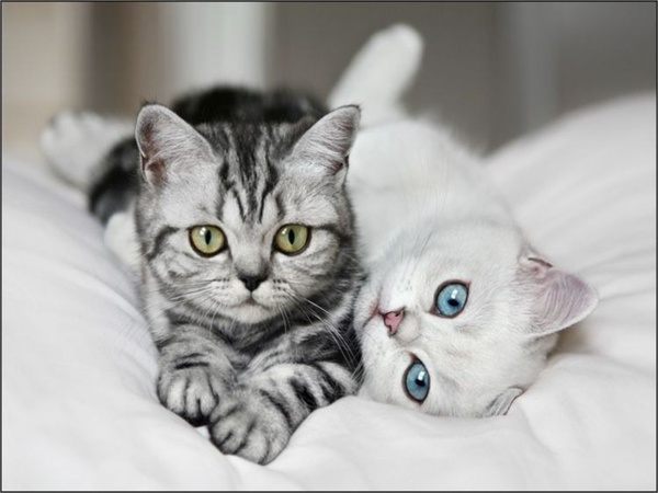 Котовторник