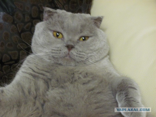 Котовторник