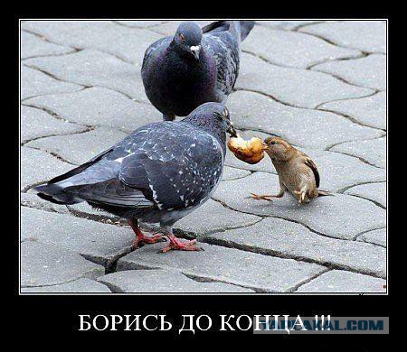 Демотиваторов немножко.