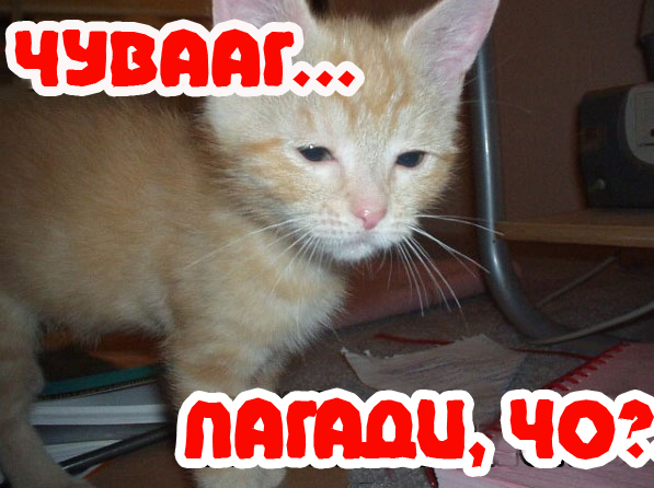 Вторничный котомёт!