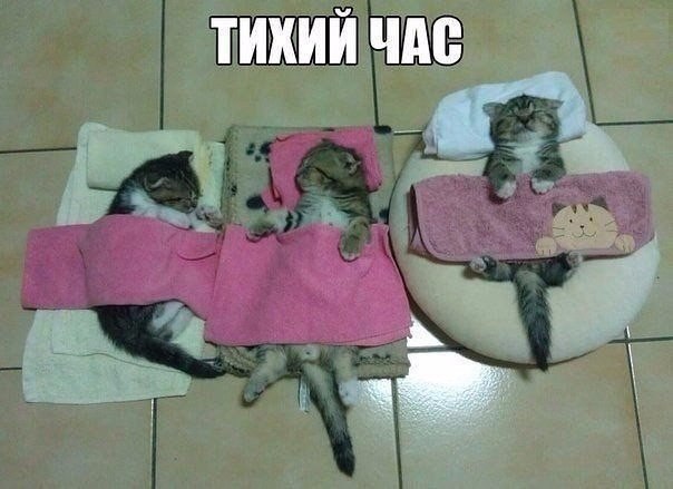 Мохнатые беспредельщики