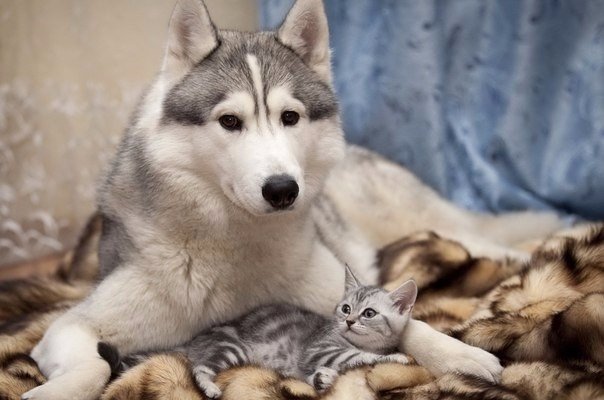 Прикольные животные