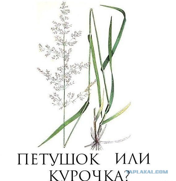 Несколько фоток