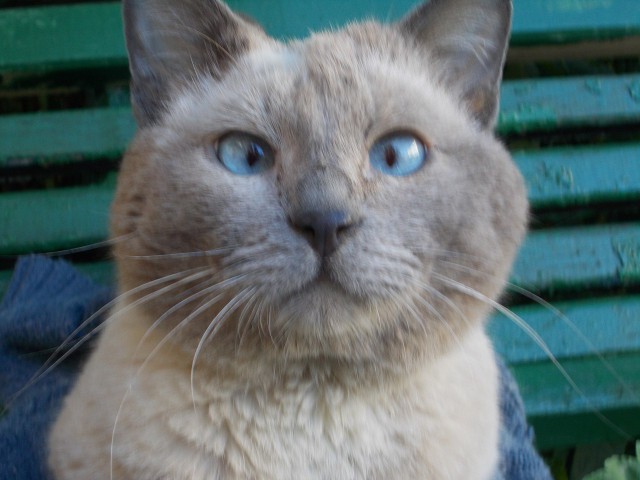 Купил котам корм в виде желе