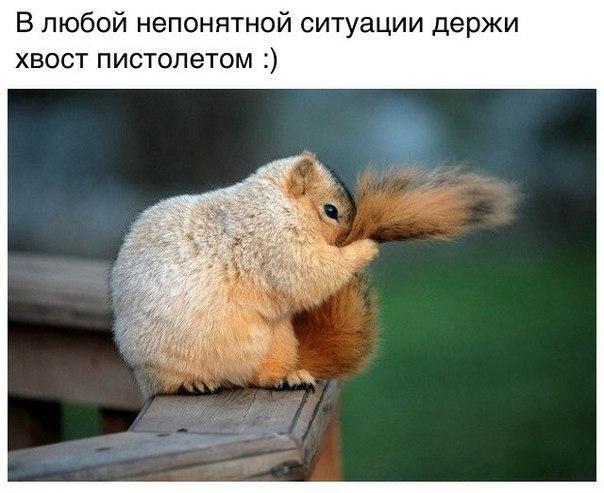 Подборка смешных картинок