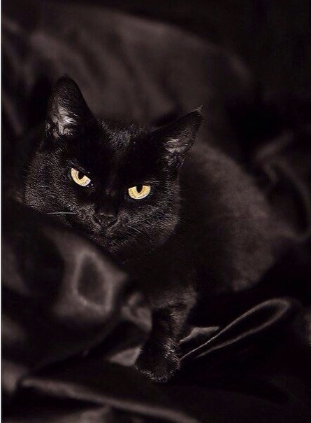 Коты из сети