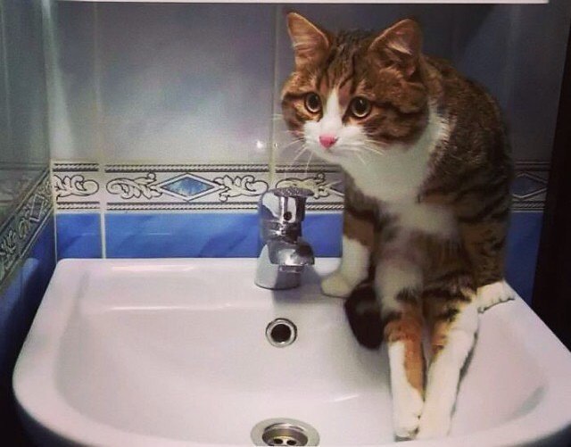 Коты из сети