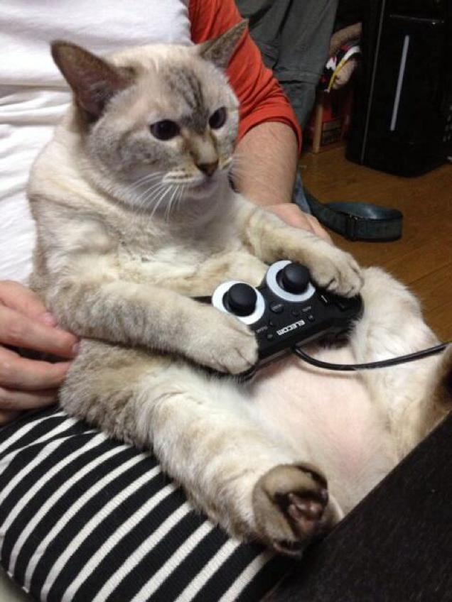 Коты и Кошки