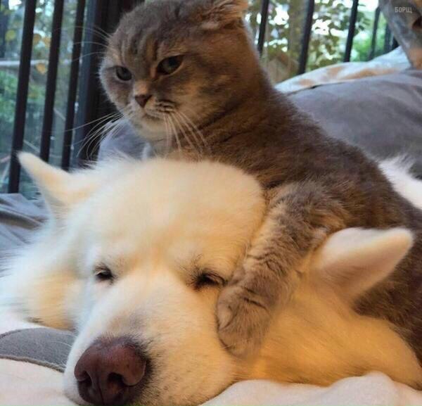 Коты и Кошки