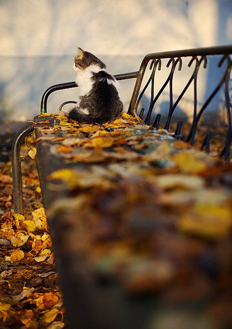 Осеннему котовторнику быть!