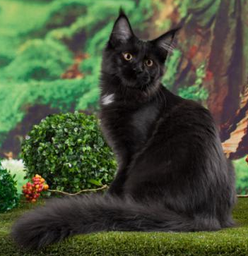 Котовторник