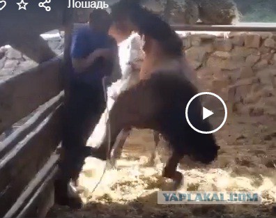 Опасная профессия забойщика скота