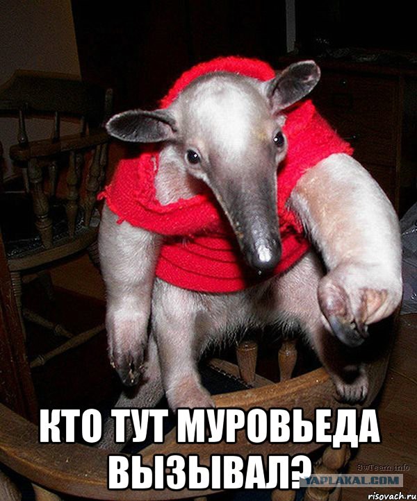 Соль против муравьев