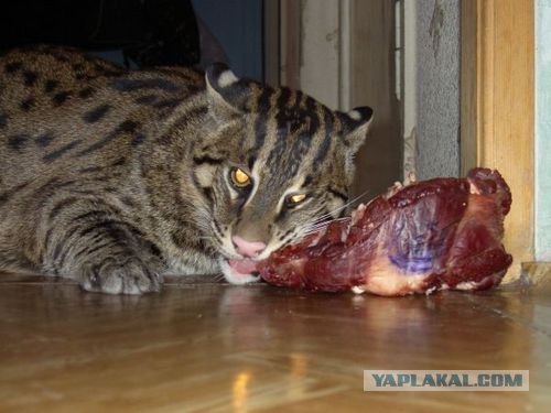 Котовторник на ЯПлакалъ (03.06), котята (31 шт)