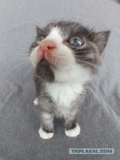Котовторник на вторник, Котовторник