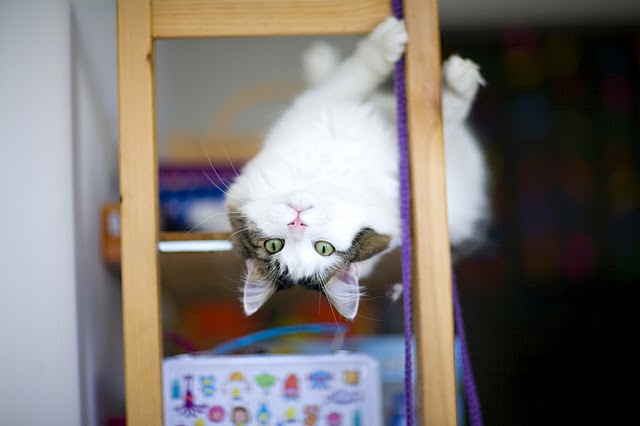 Котовторник на 6 июля