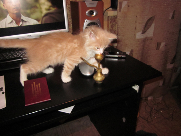Котовторник 22.11.11
