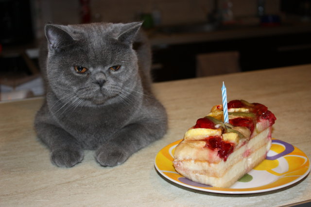 Котовторник (28.02.2012)