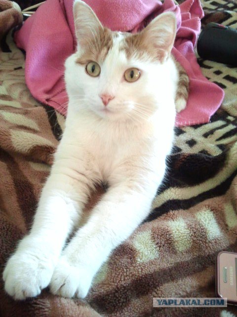 КОТОВТОРНИК (6.03.2012)