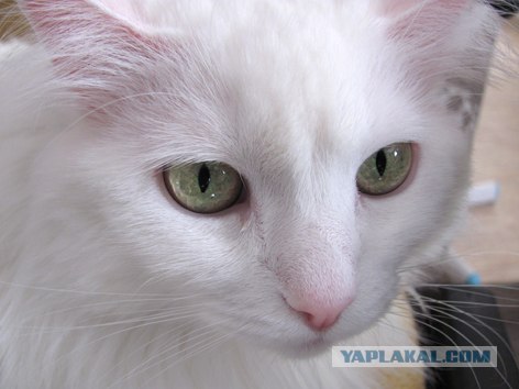 Котовторник  19.06.2012