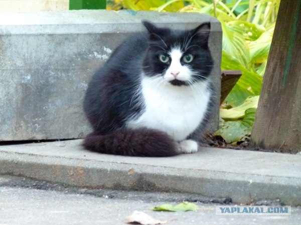 Котовторник ( 23.10. 2012. )