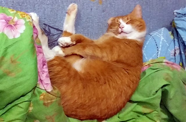 Кошки, которые заснули в самых невообразимых позах