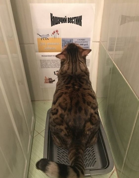 Коты из сети