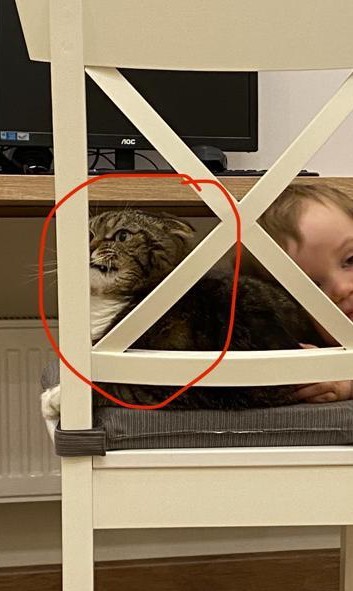 С котовторником!