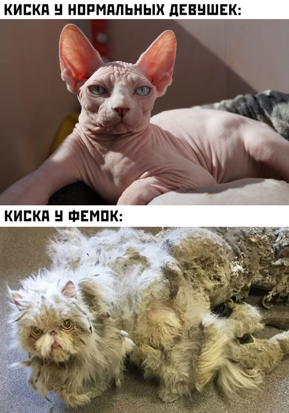 Картинки и мемы для настроения 09.08.2021