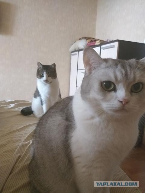 Рыжий кот